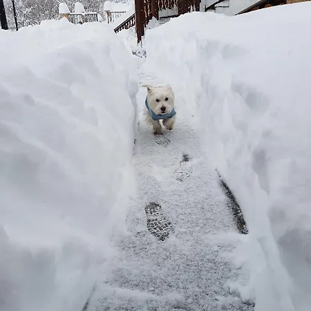 Pinerose 4* Bansko